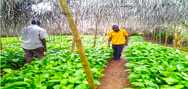 Pépinière de café projet CAFE AFRICA piloté par CDI BWAMANDA